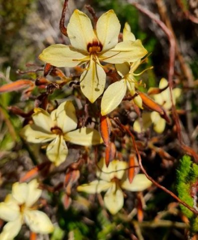 Wachendorfia brachyandra